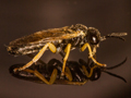 Aneugmenus fuerstenbergensis